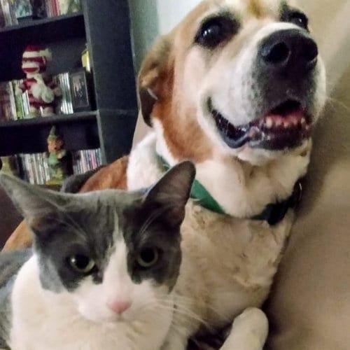 A dog and a cat enjoying pet sitting services provided by FurBabies & Friends in Glendale, AZ.