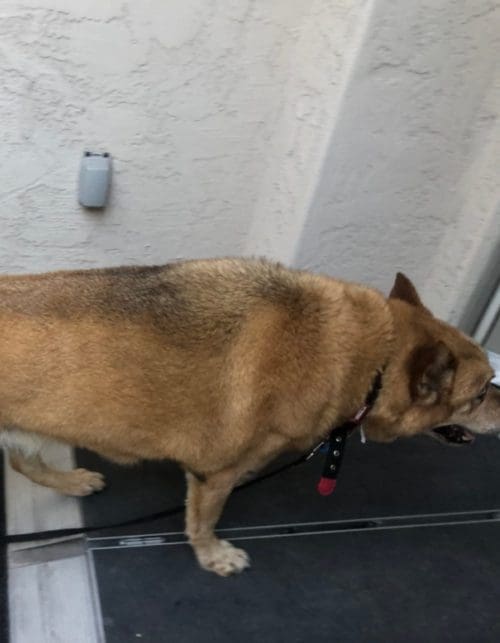 Rufus (After)