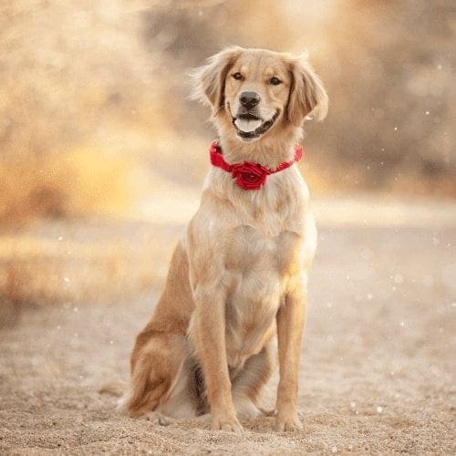 Our pets are a big part of our life, and they can be a big part of your special day with a wedding pet attendant in Phoenix AZ