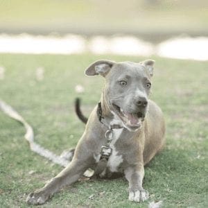 Pet waste removal is another pet care service FurBabies & Friends offers to ease your life with pets around Glendale, AZ.