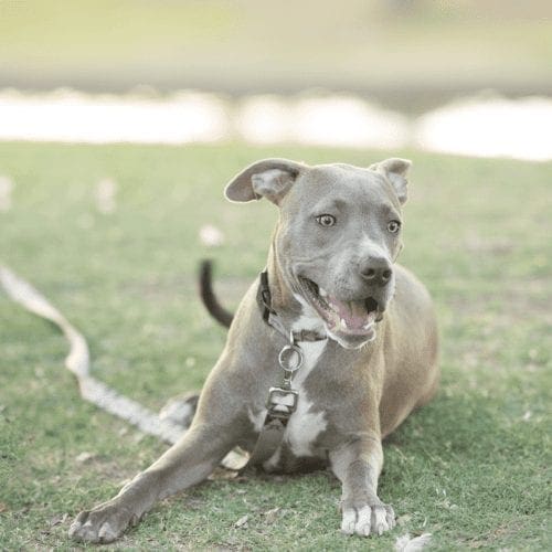 Pet waste removal is a dirty job, but we can help remove your pets doodo during our visits.