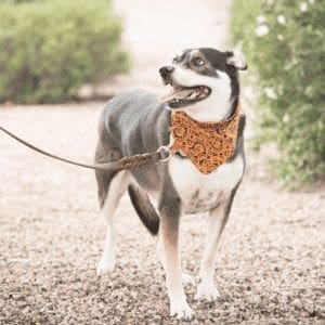 Husky mixed dog has a very specific route and schedule for his daily dog walking.