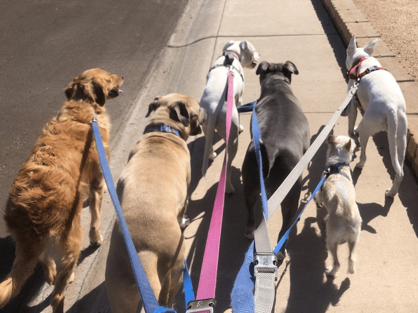 Six dogs walking together, yes its possible, Kristie the positive reinforcement dog trainer at FurBabies & Friends in Glendale AZ can help.