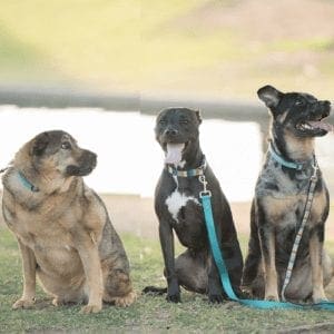 Help socialize your dog safely with FurBabies & Friends Friday Night Pack Walks held around Glendale, AZ from October to April starting at 6:30pm