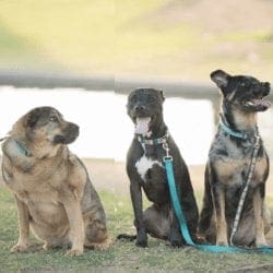Three fearful dog sibilings got help with force free dog training to enjoy life more.