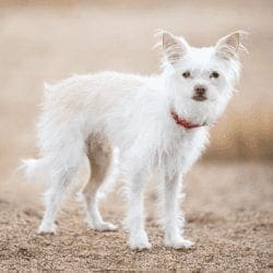 Helping insecure dogs with positive reinforcement training