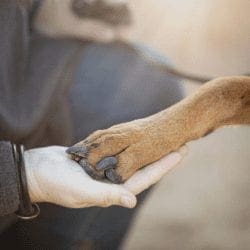 Force Free Dog training builds solid human and canine relationships.