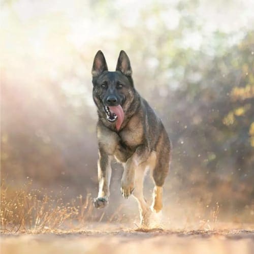 German shepherd completed positive reinforcement dog day training program.