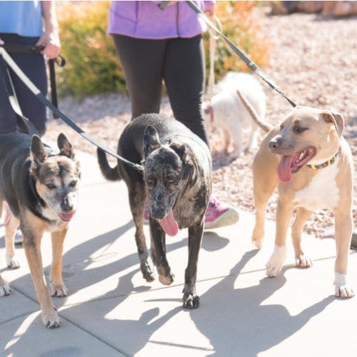 Three well dogs walking together after leash reactivity training in Glendale, AZ.