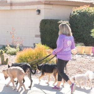 FurBabies & Friends owner and dog trainer, Kristie Halverson, walking four dogs as part of the company's dog walking services in Glendale, AZ.