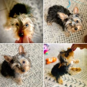 Emma Lou, the Yorkie puppy, in Peoria, AZ loved her positive reinforcement puppy training with FurBabies & Friends.