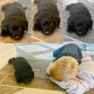 Kristie Halverson, positive reinforcement puppy training in Glendale, AZ, helps a family at home with their new black lab puppy.
