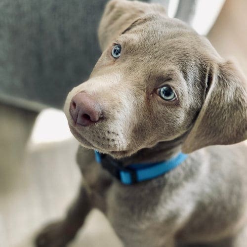Silver lab puppy completed puppy training in Phoenix with force free dog trainer.