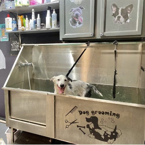 Dog baths and basic grooming that is private, cage less, and fear free with FurBabies & Friends in Glendale, AZ.