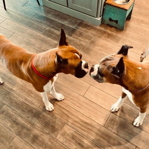 Introducing a new dog or puppy to the house can be stressful, our dog behavior specialist can help dog introductions go smoothly.