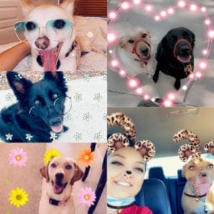 <a href='https://furbabiesandfriendsaz.com/overnight-pet-sitting-vs-drop-in-visits-glendale-az/'>Overnight Pet Sitting vs Drop-In Visits in Glendale AZ: Which Is Better?</a>