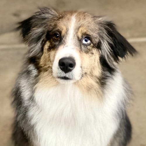 Australian Shepherd Fred completed dog obedience training at home to work on front door manners.