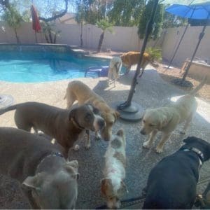 Dog socialization playdate for dogs to build social skills.