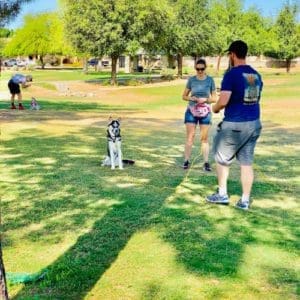 Pet parents working with their husky mix on a distance stay during FurBabies & Friends CGC Prep Class in Glendale, AZ.