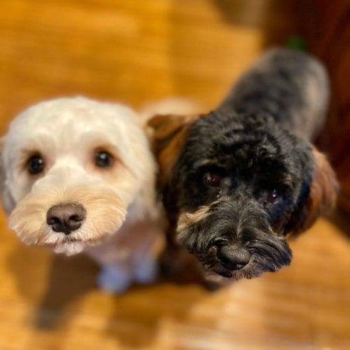 Private in home dog training in Glendale has dog training available for busy people who desire a well trained dog.