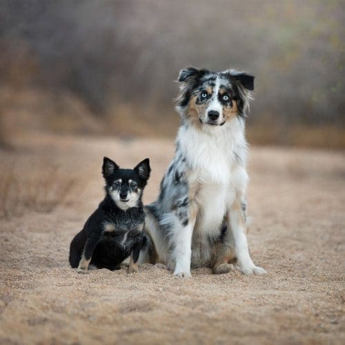 Mini Aussie Ralphie and his Chihuahua brother Atari completed dog obedience training classes Glendale, Arizona.