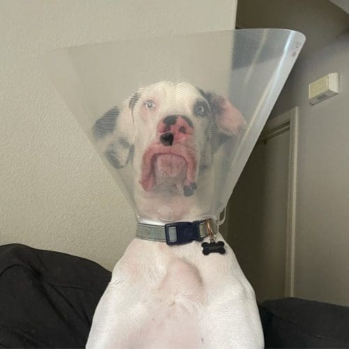 FurBabies & Friends in home pet sitting prices, policies, and procedures