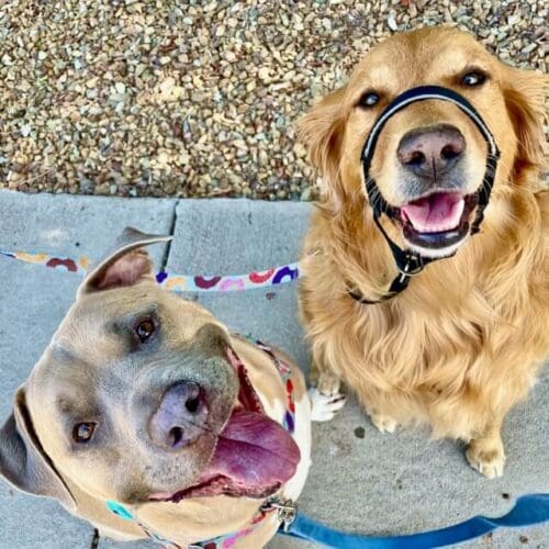 Happy dogs, Jazzy and Simba, during a dog exercise service with a professional dog walker in Glendale AZ.