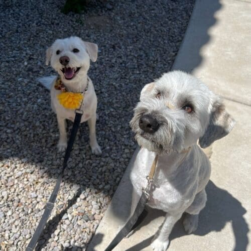 FurBabies & Friends dog trainer will train your dogs how to walk on a leash so you can enjoy your walk again.