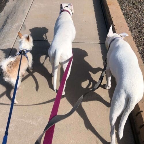 <a href='https://furbabiesandfriendsaz.com/benefits-of-a-dog-walker-glendale-az/'>Benefits of a Dog Walker in Glendale AZ</a>