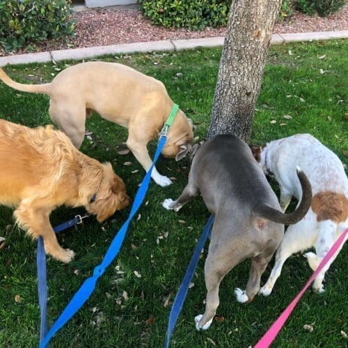 4 dogs walking together with positive reinforcement dog trainer Kristie Halverson with FurBabies & Friends in Glendale, AZ.