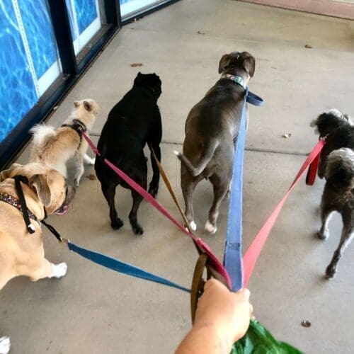 5 dogs walking together with positive reinforcement dog trainer Kristie Halverson with FurBabies & Friends in Glendale, AZ.