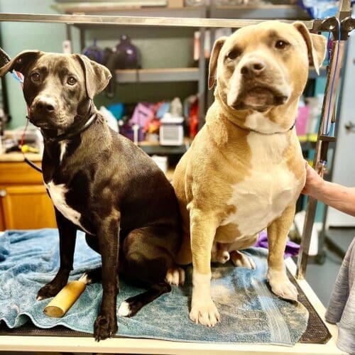 Two Pitbulls sitting on the Dog Grooming Table with FurBabies & Friends, who only provides dog grooming services in Glendale, AZ.