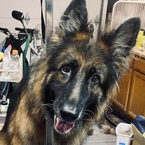 Ziva the long hair King Shephard looks like a new girl after her squeaky clean bath and de-shedding treatment.