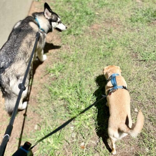 Two dogs walking during a midday potty break service with FurBabies & Friends in Glendale, AZ.