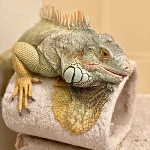Large iguana exotic pet sitter near Glendale Arizona
