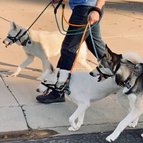 Dog leash reactivity training for 3 huskies by Kristie, a positive reinforcement trainer in Glendale, AZ.