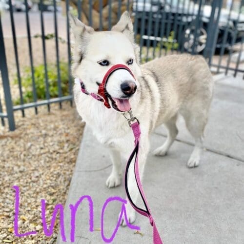 Luna the husky during leash reactivity training with positive reinforcement dog trainer Kristie Halverson with FurBabies & Friends in Glendale, AZ.