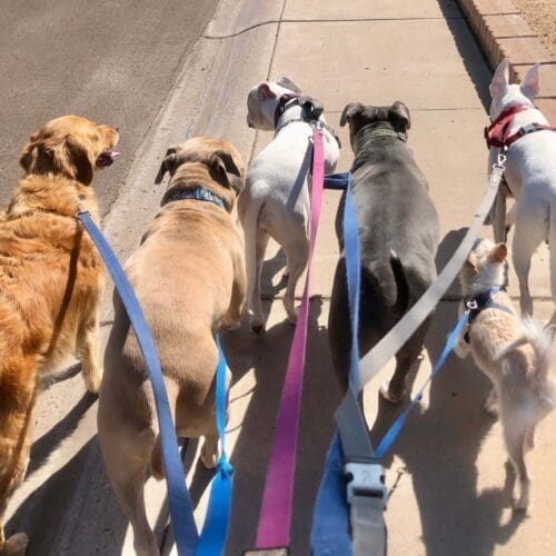 Leash training help around Glendale, AZ by force free trainer Kristie to help you walk multiple dogs at one time.