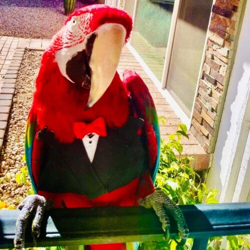 Parrot during an in-home pet sitting visit in Glendale Arizona
