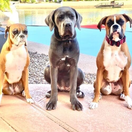 Three dog pet sitting clients in Glendale, AZ.