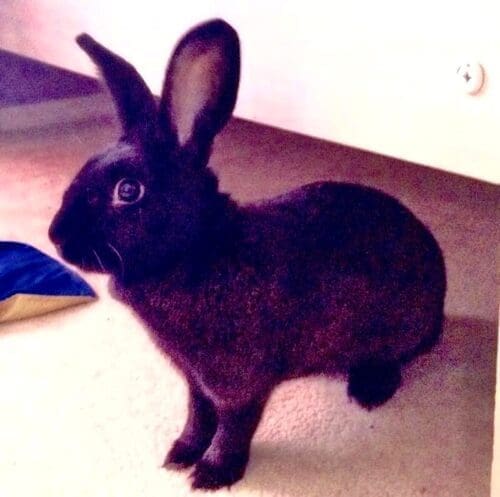 Black rabbit care provided by an in home pet sitter near Glendale Arizona.