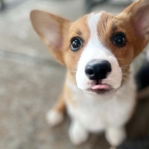 Oliver the adorable corgi puppy during a puppy day training session with FurBabies & Friends in Peoria, AZ.