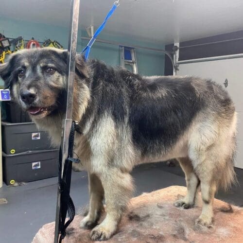 Axel the German Shepard after his dog grooming photo with FurBabies & Friends in Glendale, AZ.