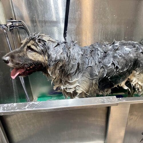 Axel the German Shepard gets a much needed deep cleaning and de-shedding treatment with FurBabies & Friends in Glendale, AZ.