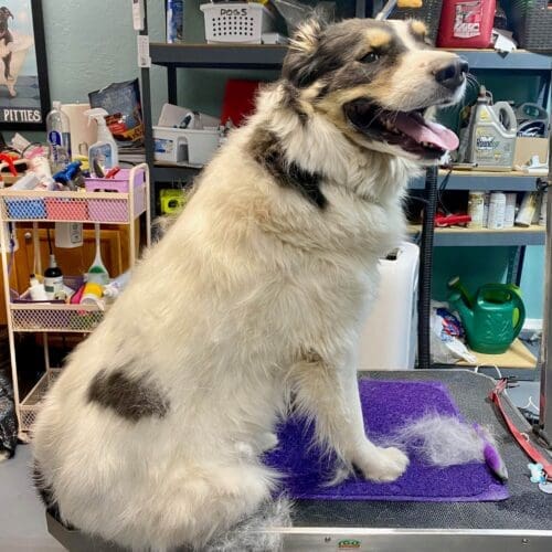 Columbus the Great Pyrenees Mix came to FurBabies & Friends desperately in need of the best dog grooming, washing and de-shedding in Glendale AZ. 