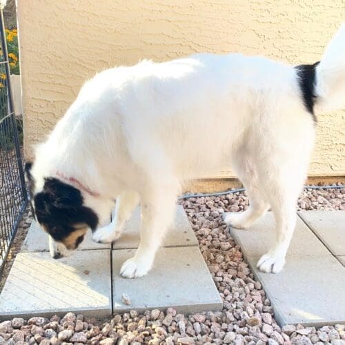 Columbus the Great Pyrenees mix took some amazing before for and after dog grooming photos with FurBabies and Friends.