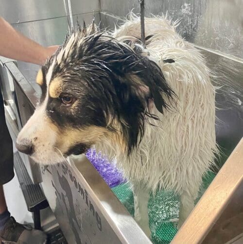 Columbus the Great Pyrenees mix in the bath tub for a thorough dog wash with FurBabies & Friends in Glendale, AZ.  