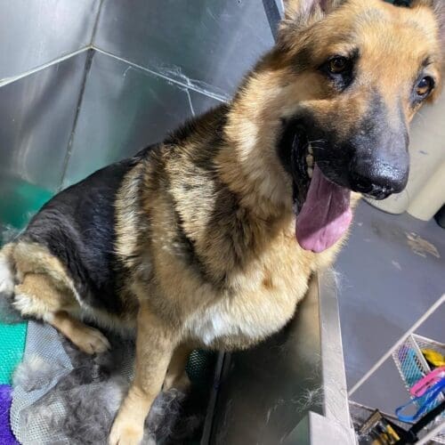 German Shepherd named Nitro receiving a deshedding grooming service during a photo session in Glendale Arizona.