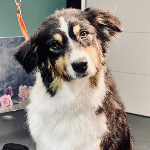 Mini Australian Shepherd named Puca receiving a deshedding and sanitary trim during a grooming visit in Glendale Arizona.