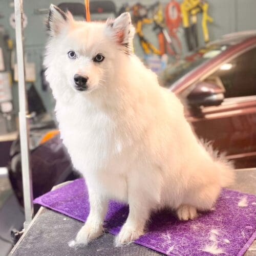 Maizie the Samoyeds' magical transformation after her dog wash and grooming with FurBabies & Friends in Glendale, AZ.